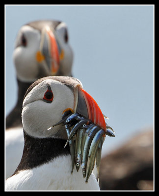 Puffin with Sand Eels 