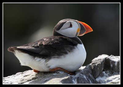 Puffin taking a sit down