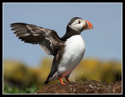 Puffin flap