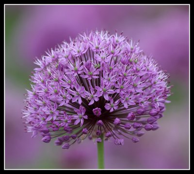 Alium 