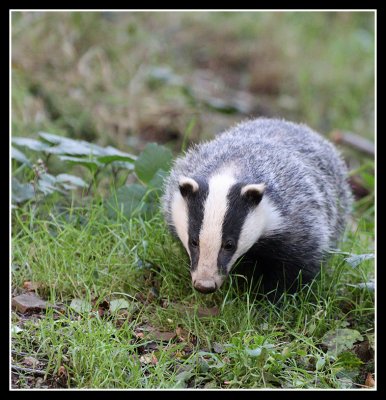 Badger