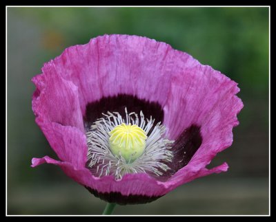 Poppy, Rosemoor