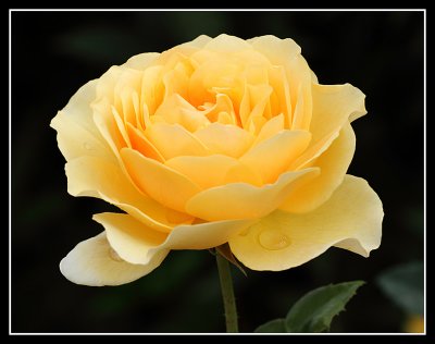 Rose, Rosemoor 