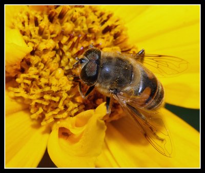 Hoverfly Close Up 