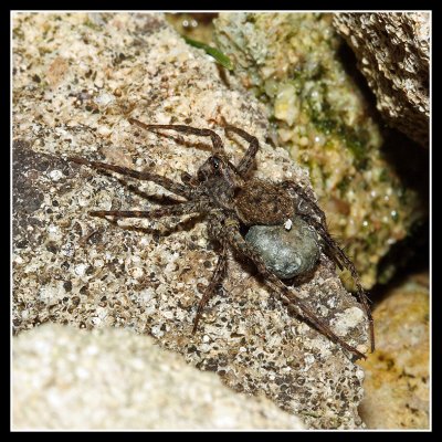 Spider (Pardosa Amentata) with egg sack