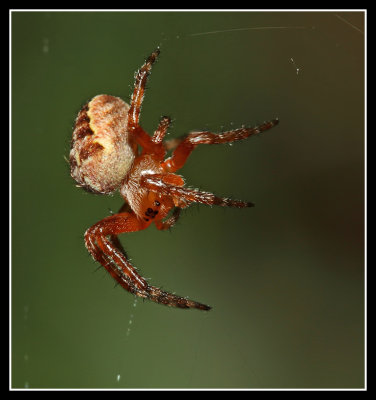Spider Spinning a Web