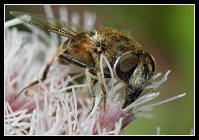Hoverfly 