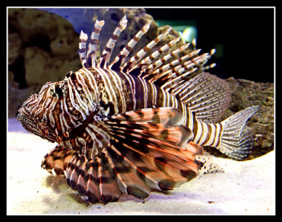 Two Oceans Aquarium Cape Town