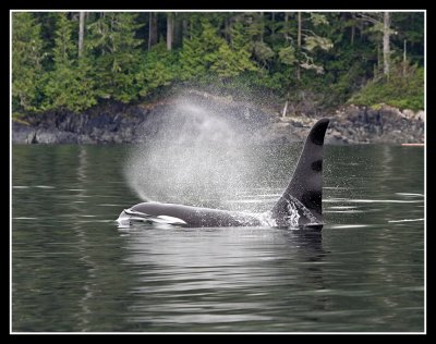 Orca - whale watching from Knight Inlet