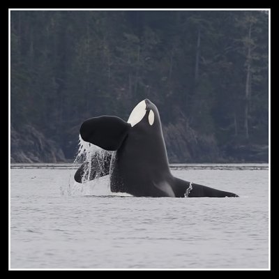 Orca Breach  - whale watching from Knight Inlet