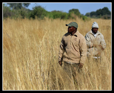 Tracking Cheetah, Little Kwara
