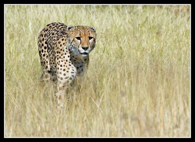 Cheetah, Little Kwara