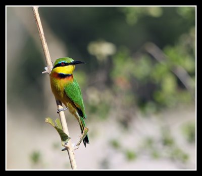 Little Bee-eater, Lebala