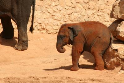 Animals from Jerusalem Zoo