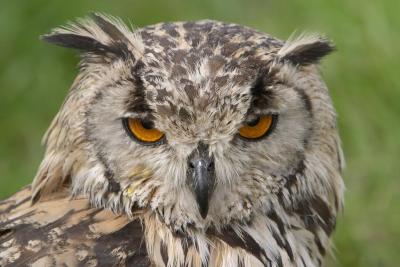 owl