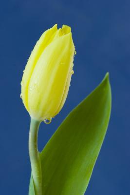 Tulip