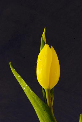 tulip