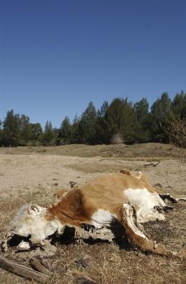 dead cow