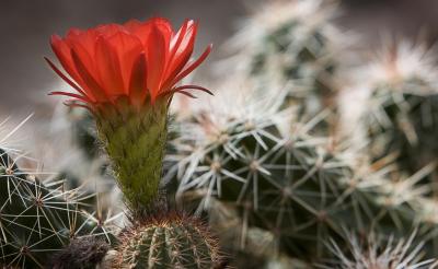  cactus.jpg