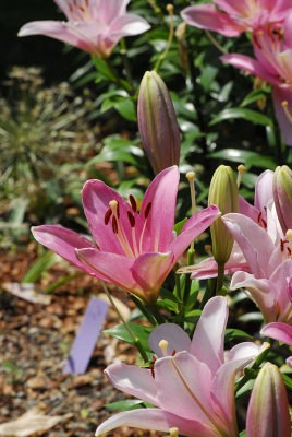 d2c345_0055s.jpg, May 7, 2011