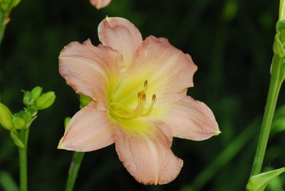 d2c346_0117s.jpg, May 14, 2011