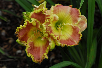 d2c348_0080s.jpg, May 21, 2011