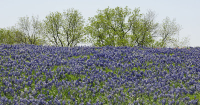 d3c230_0084cs.jpg, Apr 16, 2011