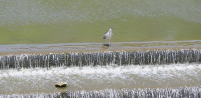 d3c236_0002cs.jpg, May 7, 2011