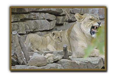 Fort Worth Zoo Lions ( Born September 7, 2005)