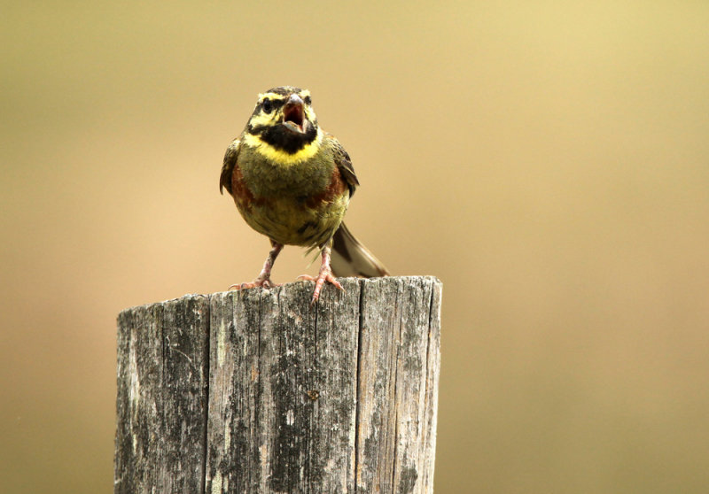 Cirlgors - Cirl Bunting