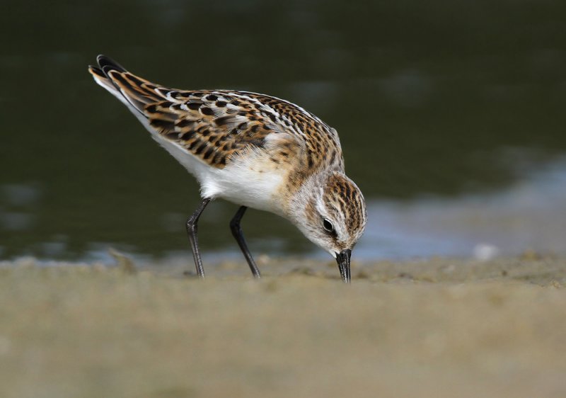 Kleine Strandloper - Little Stint