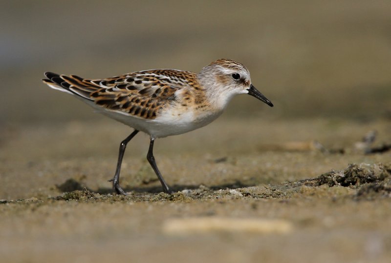 Kleine Strandloper - Little Stint