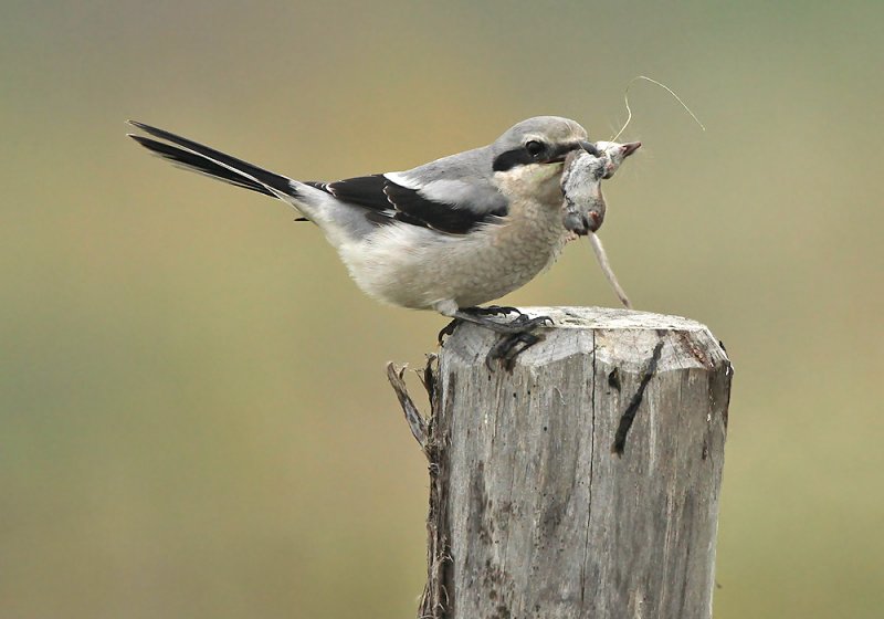 Klapekster - Great Grey Shrike