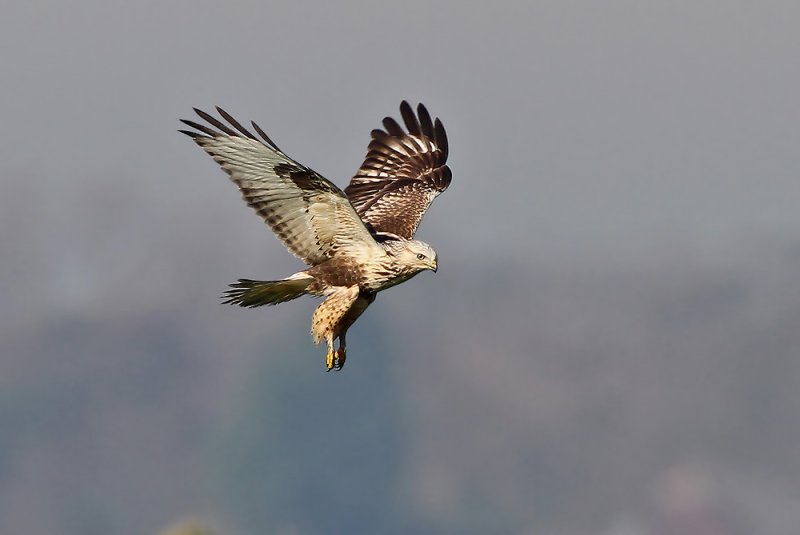 Rough-legged Buzzard - Ruigpootbuizerd