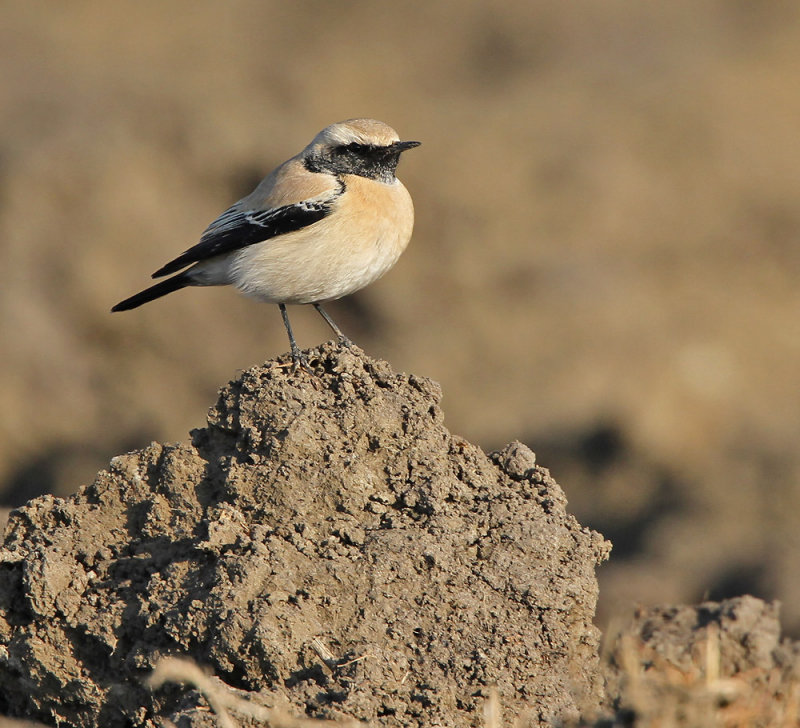 Woestijntapuit - Desert Wheatear (Burghsluis, NL)