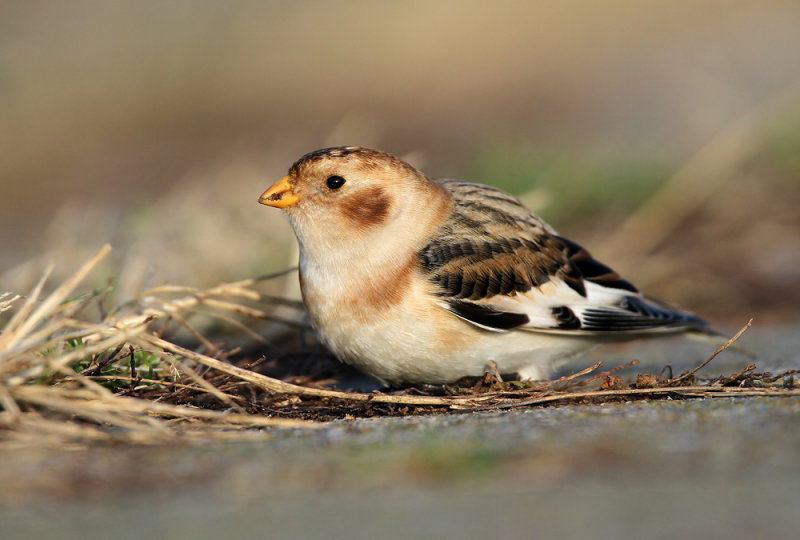 Sneeuwgors - Snow Bunting