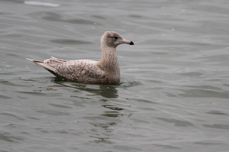 Grote Burgemeester - Glaucous Gull