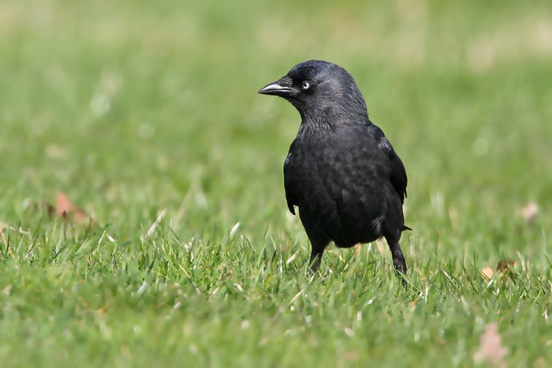 Kauw - Jackdaw