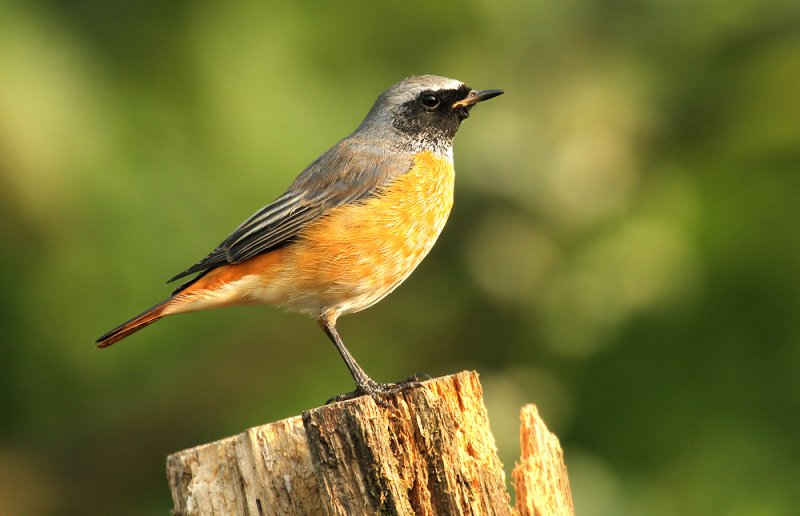 Gekraagde Roodstaart - Redstart