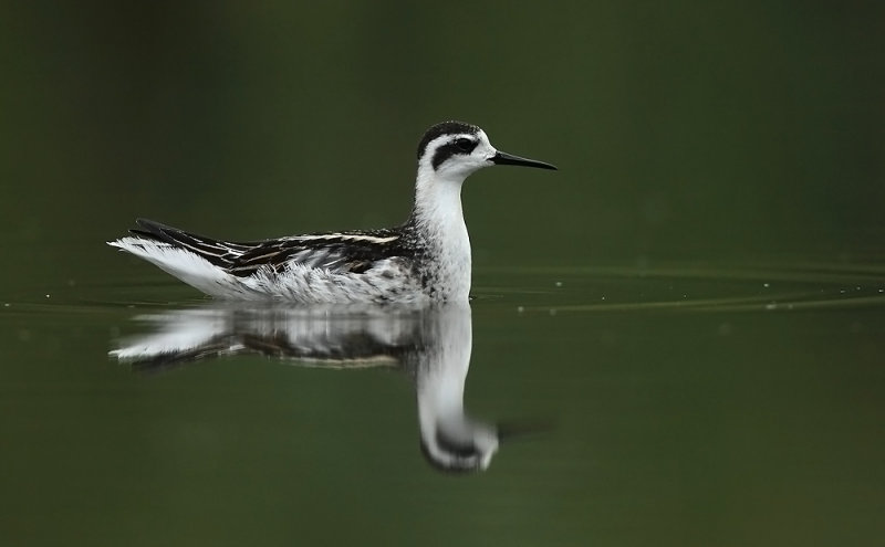 Grauwe Franjepoot - Red-necked Phalarope