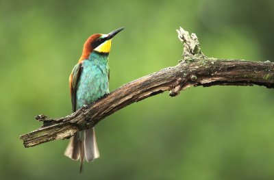 Bijeneter - Bee-eater