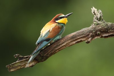 Bijeneter - Bee-eater