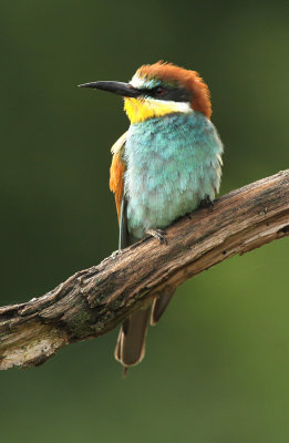 Bijeneter - Bee-eater