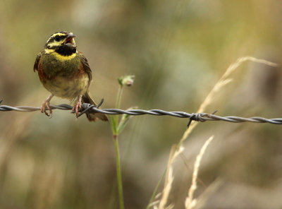 Cirlgors - Cirl Bunting
