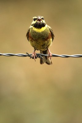 Cirlgors - Cirl Bunting