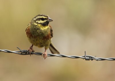 Cirlgors - Cirl Bunting