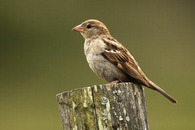 Huismus - House sparrow