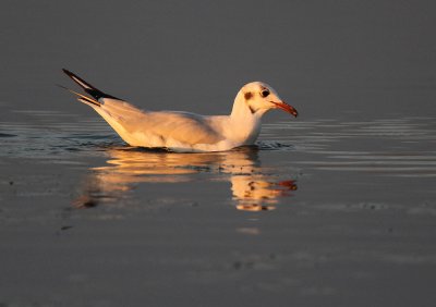 Kokmeeuw - Black-headed gull