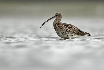 Wulp - Curlew