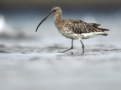 Wulp - Curlew